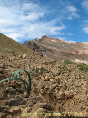 Image of Tristagma sp. #1414 (). Click to enlarge parts of image.