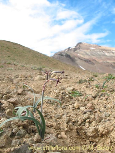 Image of Tristagma sp. #1414 (). Click to enlarge parts of image.