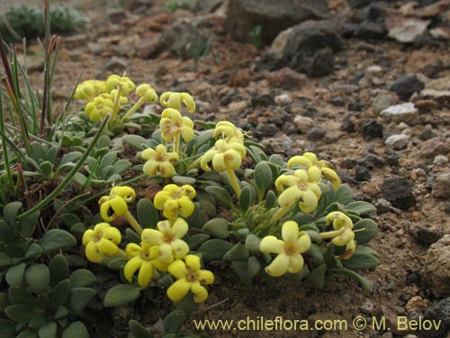 Image of Oreopolus sp. #1415 (). Click to enlarge parts of image.