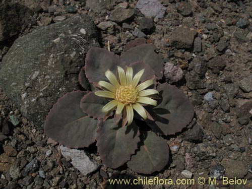 Image of Pachylaena atriplicifolia (). Click to enlarge parts of image.