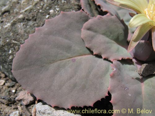 Image of Pachylaena atriplicifolia (). Click to enlarge parts of image.