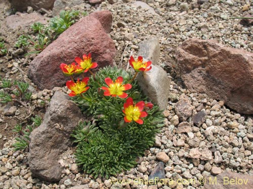 Bild von Calandrinia caespitosa (). Klicken Sie, um den Ausschnitt zu vergrössern.