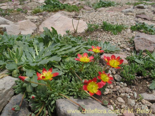 Bild von Calandrinia caespitosa (). Klicken Sie, um den Ausschnitt zu vergrössern.