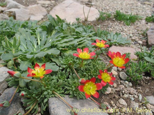 Bild von Calandrinia caespitosa (). Klicken Sie, um den Ausschnitt zu vergrössern.