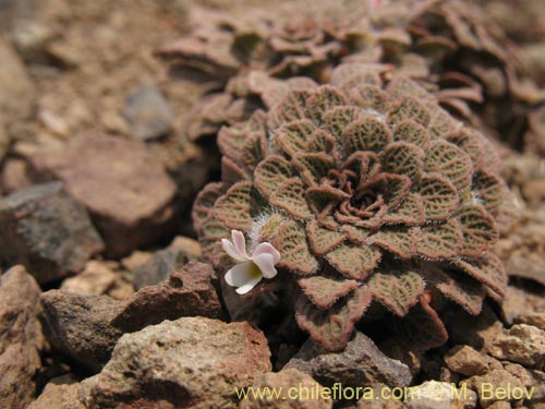 Imágen de Viola philippii (). Haga un clic para aumentar parte de imágen.