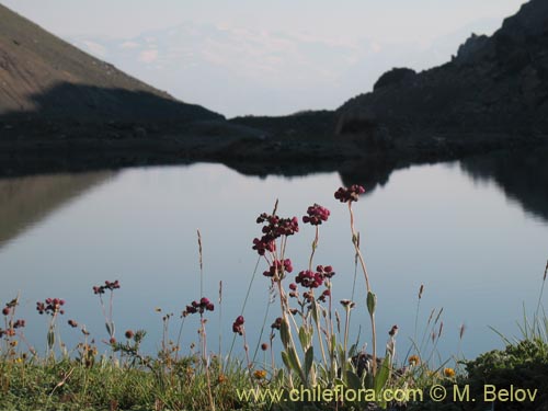 Image of Calceolaria arachnoidea (Capachito morado). Click to enlarge parts of image.