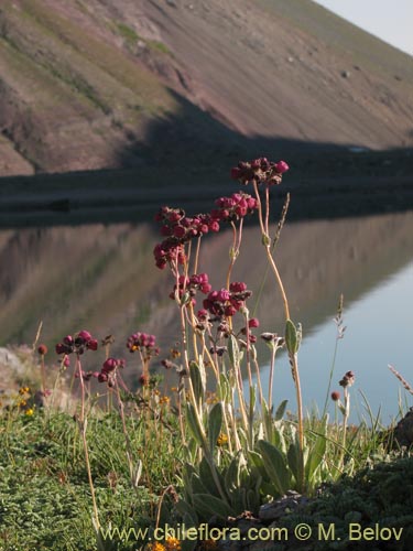 Image of Calceolaria arachnoidea (Capachito morado). Click to enlarge parts of image.