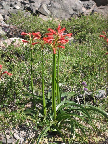 Image of Famatina cisandina (). Click to enlarge parts of image.