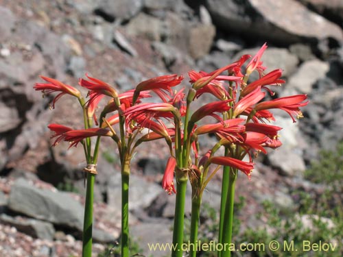 Image of Famatina cisandina (). Click to enlarge parts of image.