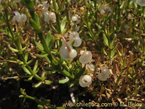 Image of Galium sp. #1345 (). Click to enlarge parts of image.