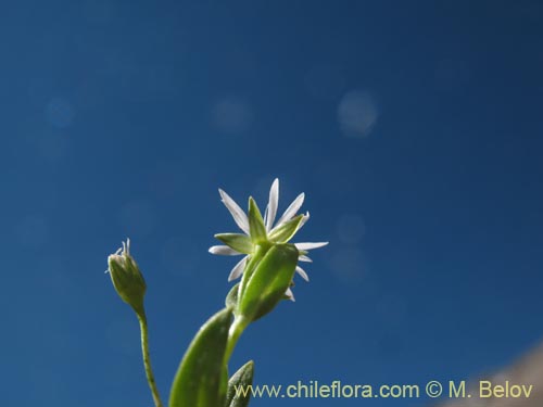 Stellaria sp. #1349的照片