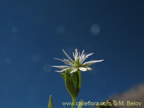 Bild von Stellaria sp. #1349 (). Klicken Sie, um den Ausschnitt zu vergrössern.