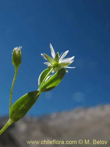 Bild von Stellaria sp. #1349 (). Klicken Sie, um den Ausschnitt zu vergrössern.