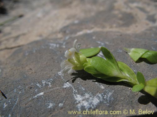 Cerastium montioidesの写真