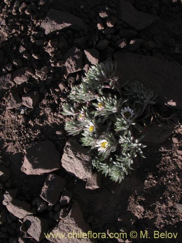 Image of Chaetanthera sp. #1344 (). Click to enlarge parts of image.