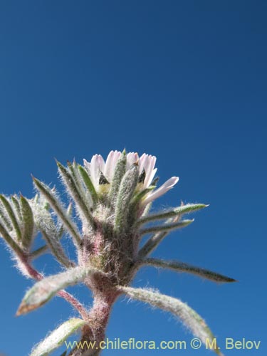 Imágen de Chaetanthera sp. #1344 (). Haga un clic para aumentar parte de imágen.