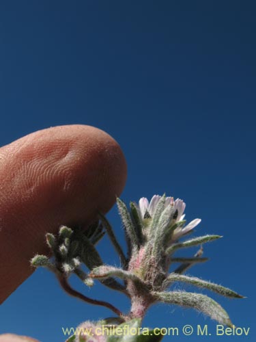 Imágen de Chaetanthera sp. #1344 (). Haga un clic para aumentar parte de imágen.