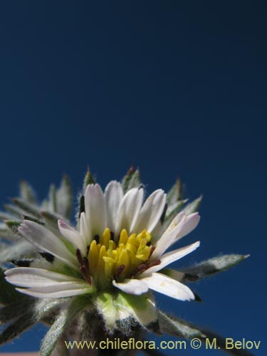 Imágen de Chaetanthera sp. #1344 (). Haga un clic para aumentar parte de imágen.
