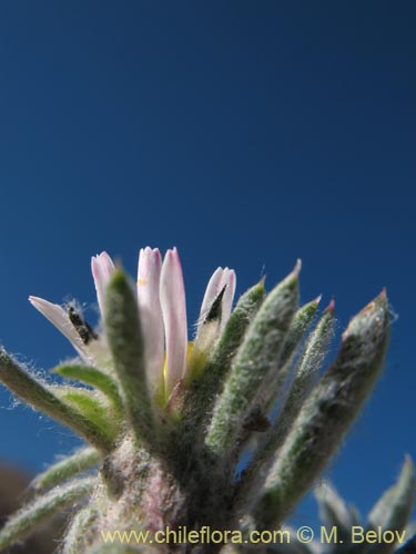 Imágen de Chaetanthera sp. #1344 (). Haga un clic para aumentar parte de imágen.