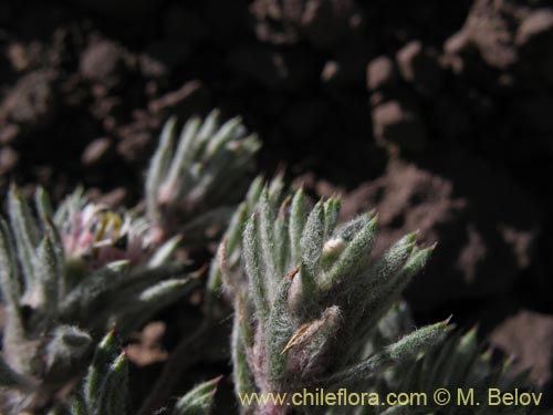 Imágen de Chaetanthera sp. #1344 (). Haga un clic para aumentar parte de imágen.