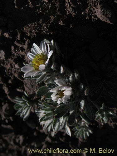 Imágen de Chaetanthera sp. #1344 (). Haga un clic para aumentar parte de imágen.