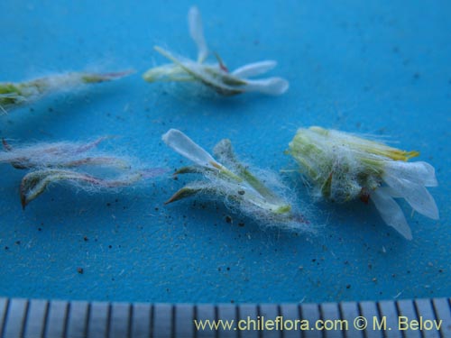 Image of Chaetanthera pusilla (Chinita). Click to enlarge parts of image.