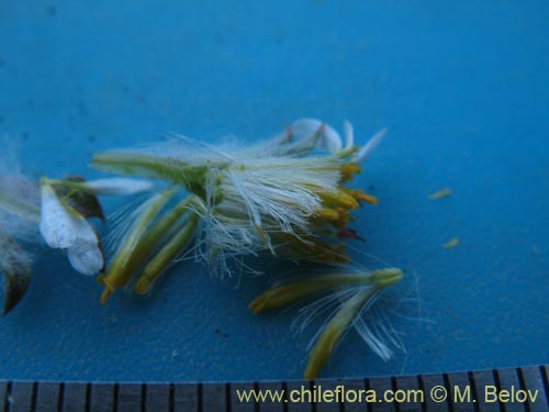 Image of Chaetanthera pusilla (Chinita). Click to enlarge parts of image.