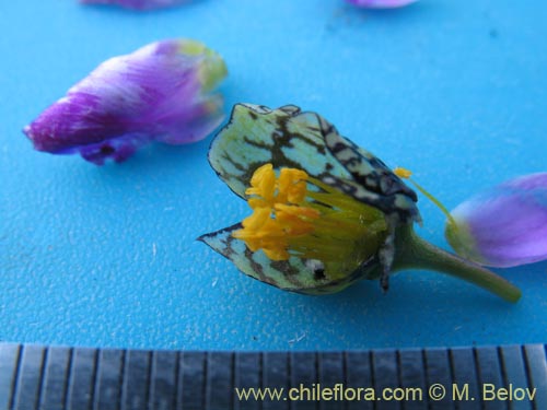 Cistanthe picta的照片