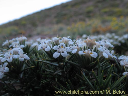 Imágen de Nassauvia looseri (). Haga un clic para aumentar parte de imágen.