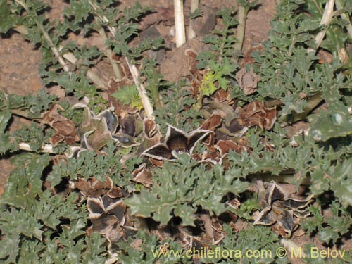 Image of Jaborosa laciniata (). Click to enlarge parts of image.