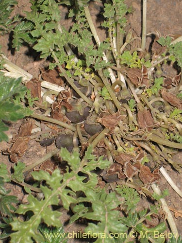 Image of Jaborosa laciniata (). Click to enlarge parts of image.