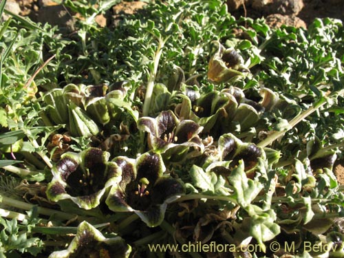 Image of Jaborosa laciniata (). Click to enlarge parts of image.