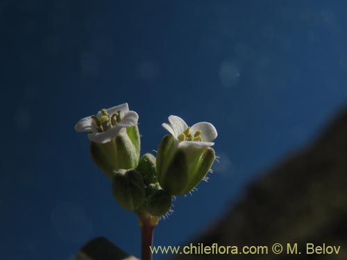 Sisymbrium andinum의 사진