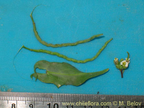 Sisymbrium andinum의 사진