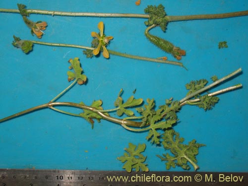 Image of Caiophora aff. (). Click to enlarge parts of image.