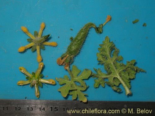 Image of Caiophora aff. (). Click to enlarge parts of image.