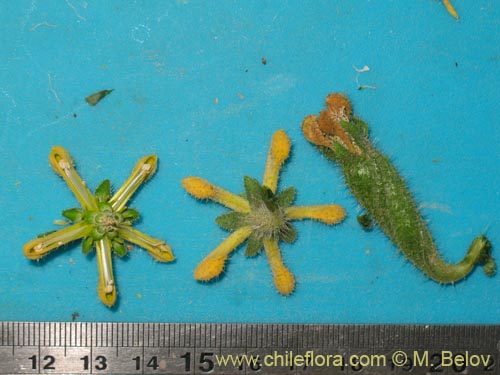 Image of Caiophora aff. (). Click to enlarge parts of image.