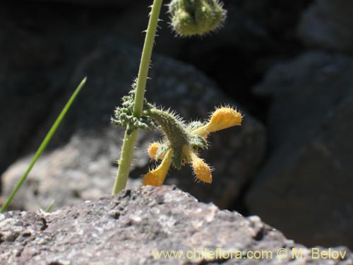 Image of Caiophora aff. (). Click to enlarge parts of image.