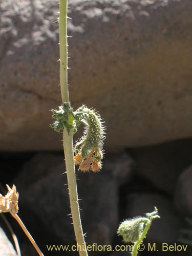 Image of Caiophora aff. (). Click to enlarge parts of image.