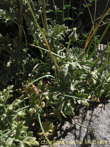 Image of Caiophora aff. (). Click to enlarge parts of image.