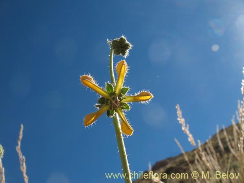 Image of Caiophora aff. (). Click to enlarge parts of image.