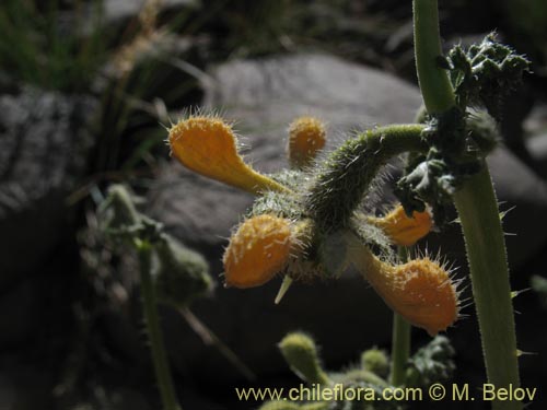 Image of Caiophora aff. (). Click to enlarge parts of image.