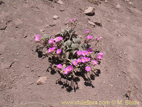 Bild von Cistanthe picta (). Klicken Sie, um den Ausschnitt zu vergrössern.