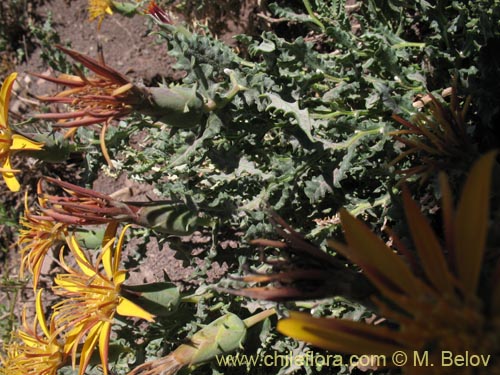 Image of Mutisia sinuata (). Click to enlarge parts of image.