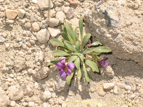 Bild von Viola glacialis (). Klicken Sie, um den Ausschnitt zu vergrössern.