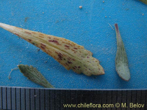 Bild von Viola glacialis (). Klicken Sie, um den Ausschnitt zu vergrössern.