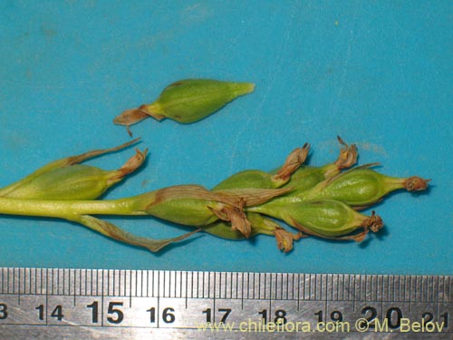 Chloraea chica의 사진