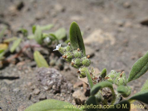 Boraginaceae sp. #1286の写真