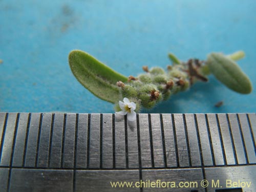 Image of Boraginaceae sp. #1286 (). Click to enlarge parts of image.