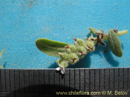 Image of Boraginaceae sp. #1286 (). Click to enlarge parts of image.